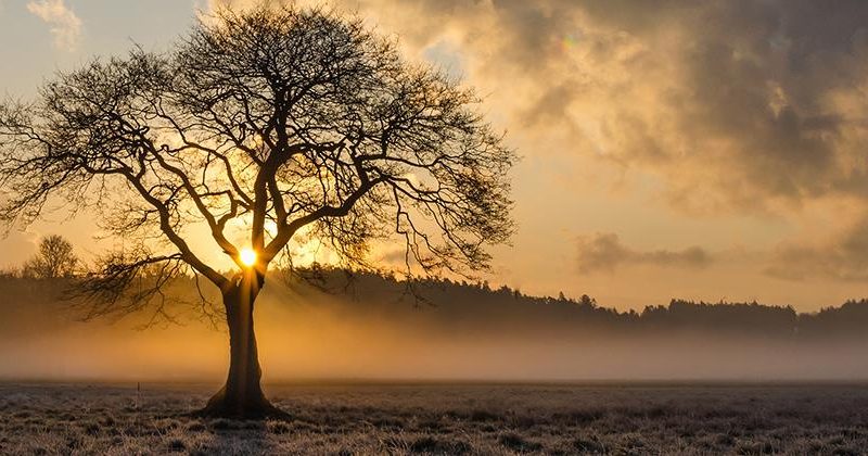 Sun rising behind a tree in an empty field, representing positive change from seeing a psychologist